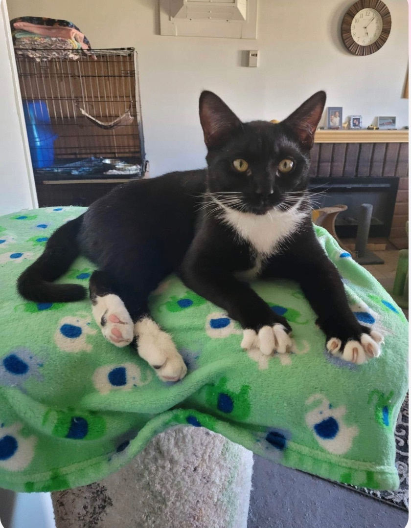 Enlarge SCAMPERS, an adoptable Tuxedo in Palmdale, CA image 1/5