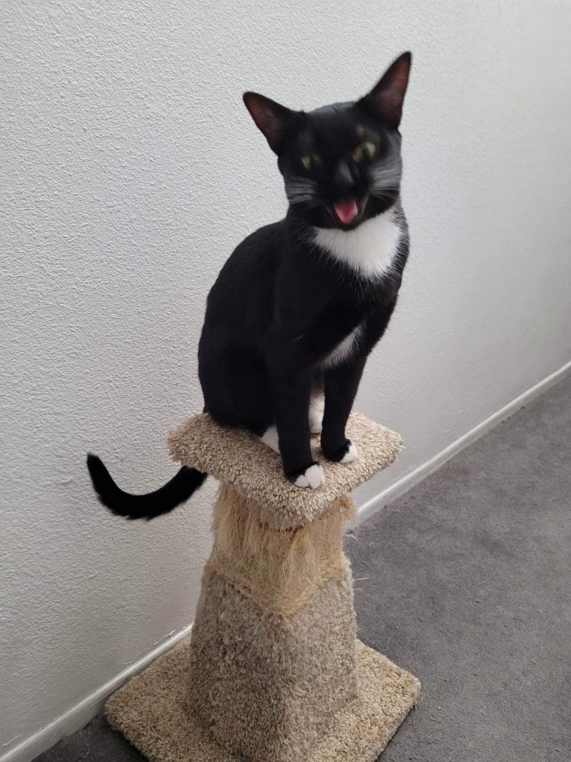 Enlarge SCAMPERS, an adoptable Tuxedo in Palmdale, CA image 2/5