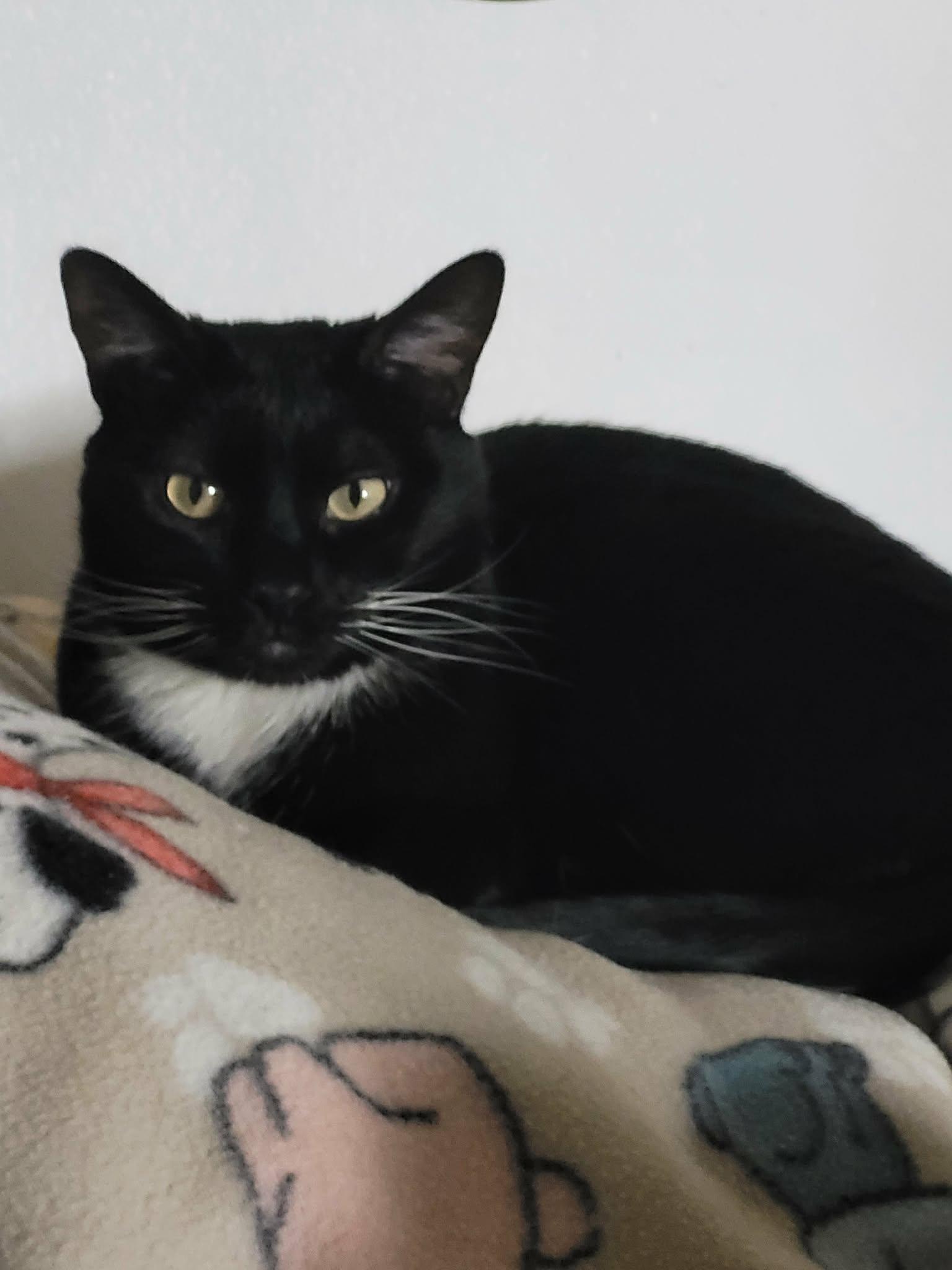 Enlarge SCAMPERS, an adoptable Tuxedo in Palmdale, CA image 5/5