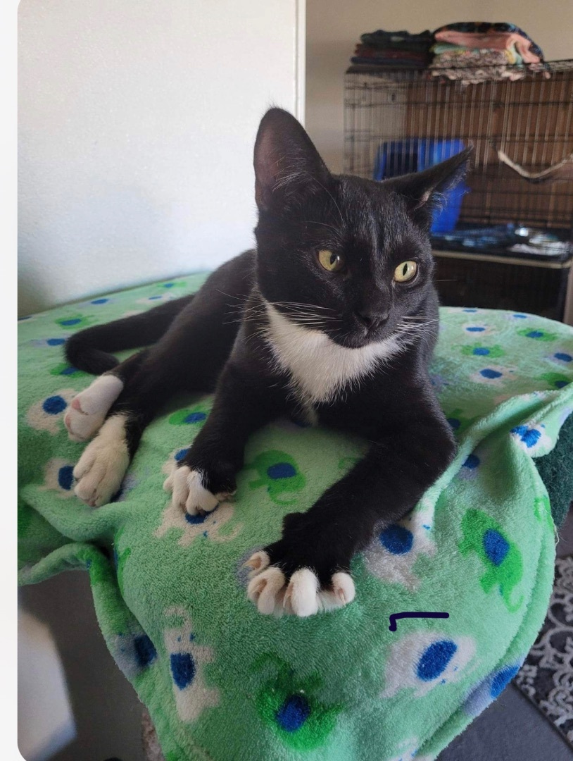 Enlarge SCAMPERS, an adoptable Tuxedo in Palmdale, CA image 3/5