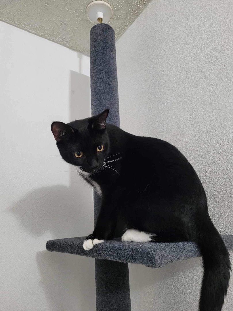 Enlarge SCAMPERS, an adoptable Tuxedo in Palmdale, CA image 4/5