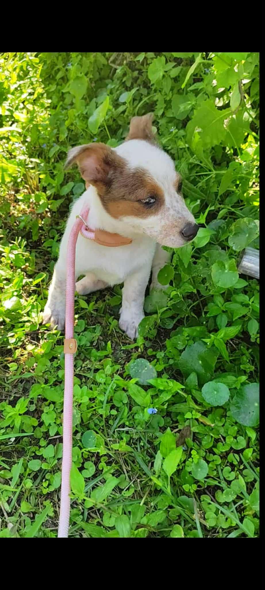 Enlarge Ember, a Adopted mixed breed in Sanford, FL image 1/1