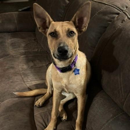Enlarge Nalia, a Adoptable mixed breed in Dallas, TX image 1/3