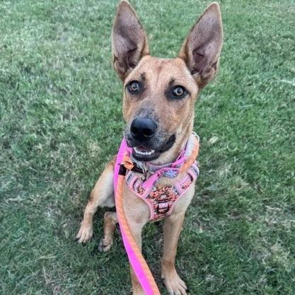 Enlarge Nalia, a Adoptable mixed breed in Dallas, TX image 2/3