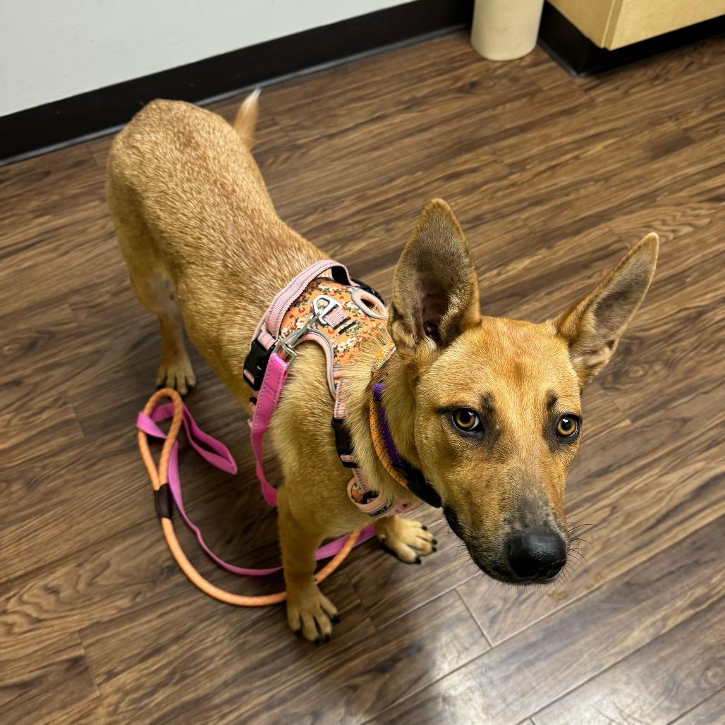 Enlarge Nalia, a Adoptable mixed breed in Dallas, TX image 3/3