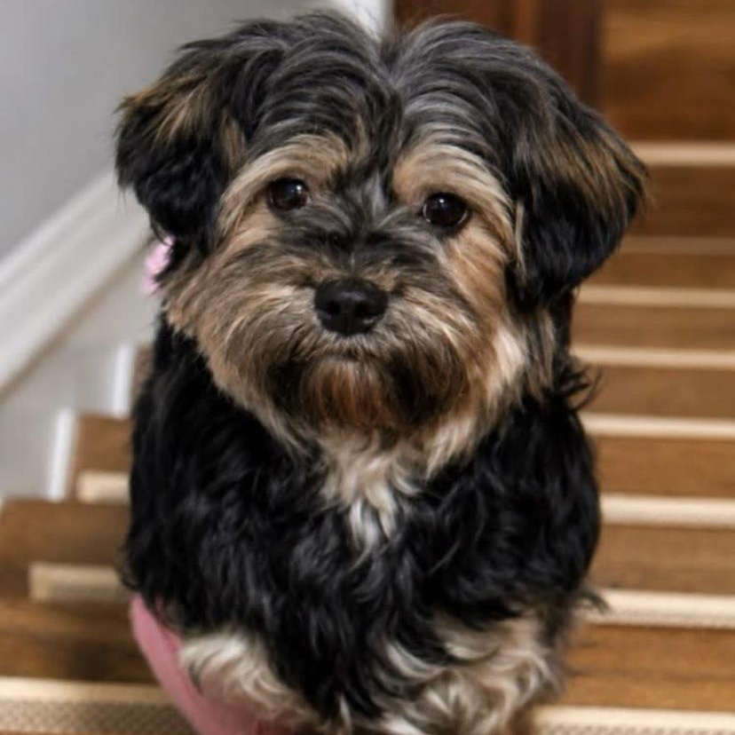 Kendall, adopted, Young Female Yorkshire Terrier & Miniature Poodle.