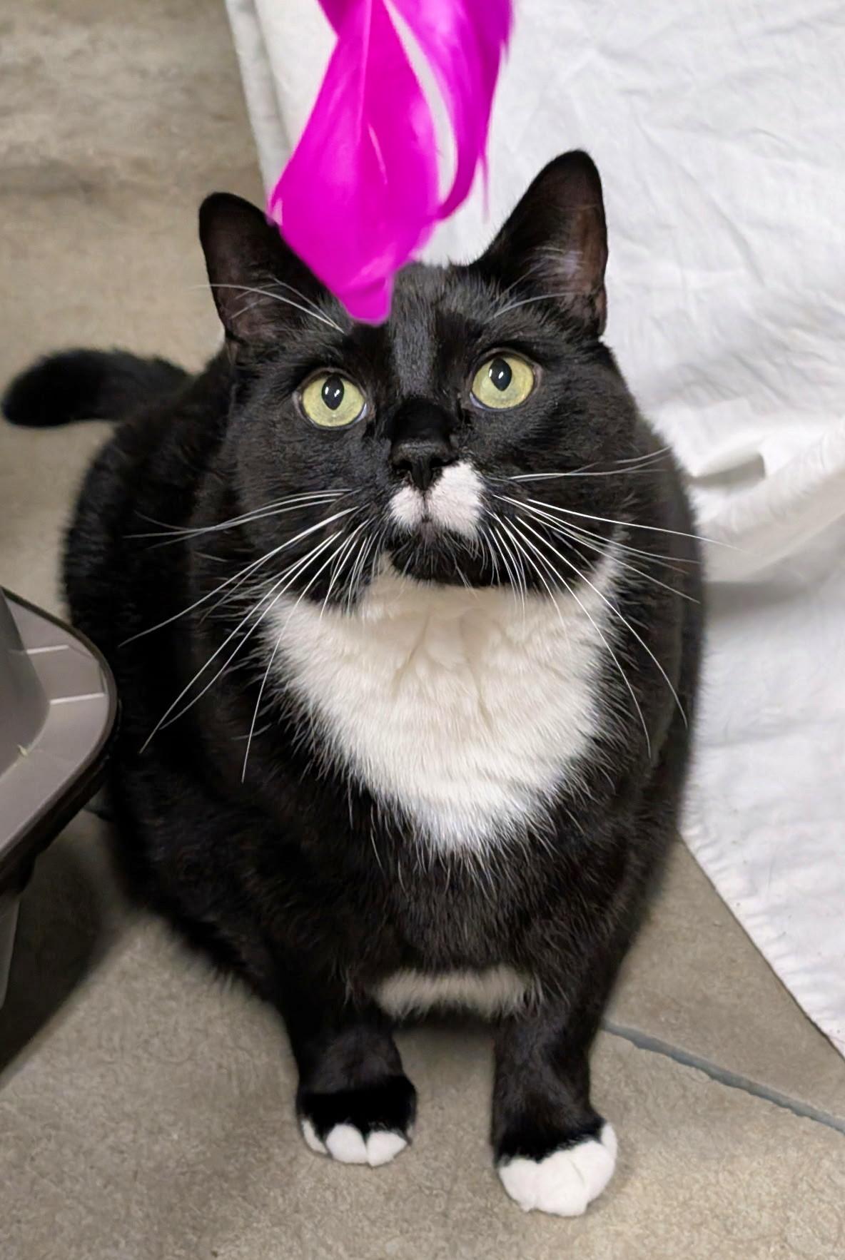 Fred, ADOPTABLE, Adult Male Tuxedo.