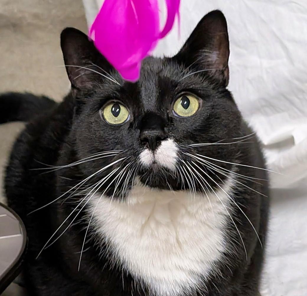 Fred, a ADOPTABLE Tuxedo in Bellingham, WA image 2/6