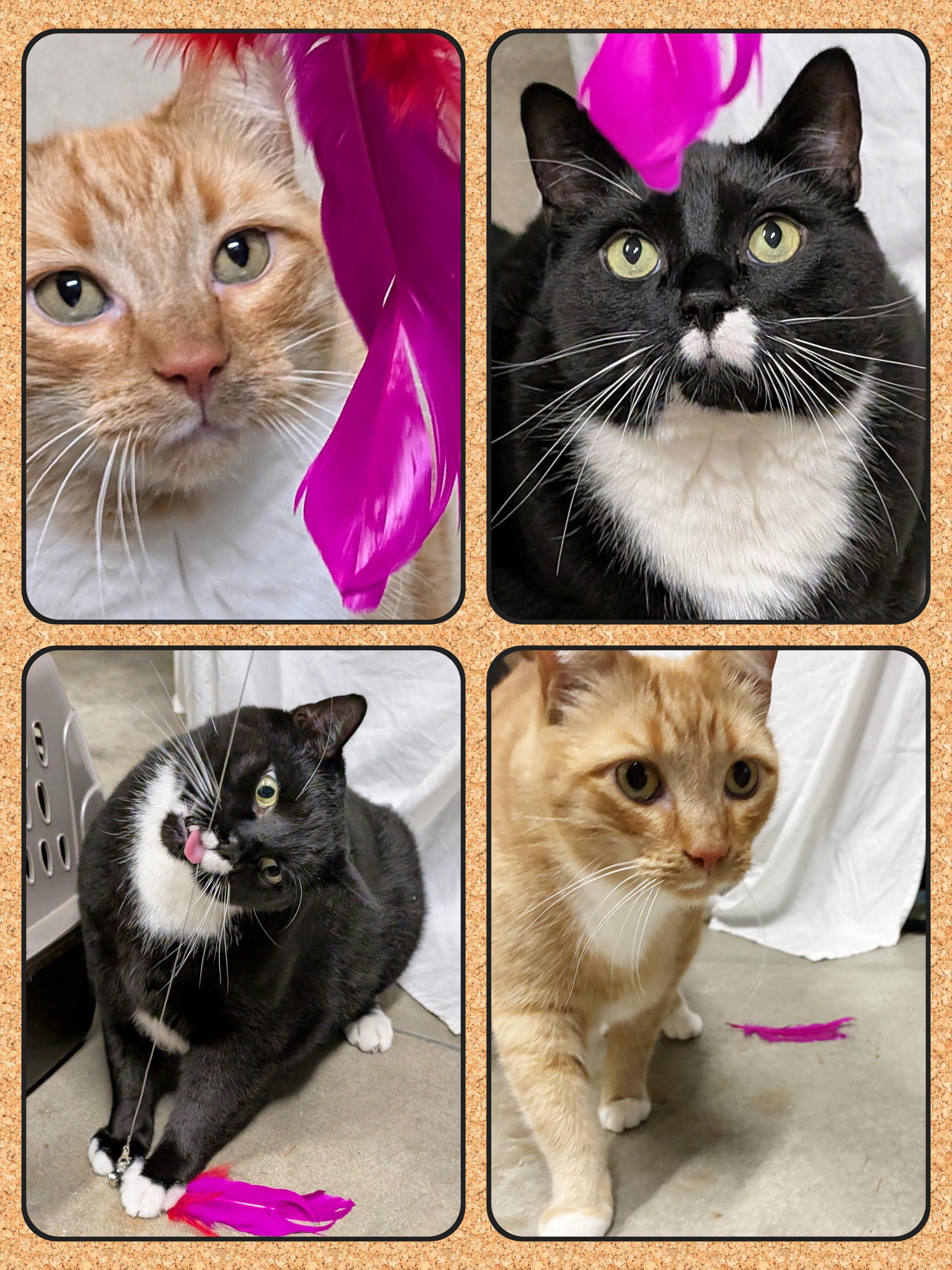 Fred, a ADOPTABLE Tuxedo in Bellingham, WA image 3/6