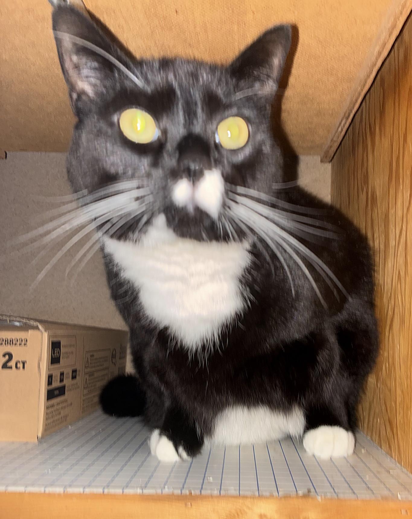 Fred, a ADOPTABLE Tuxedo in Bellingham, WA image 4/6