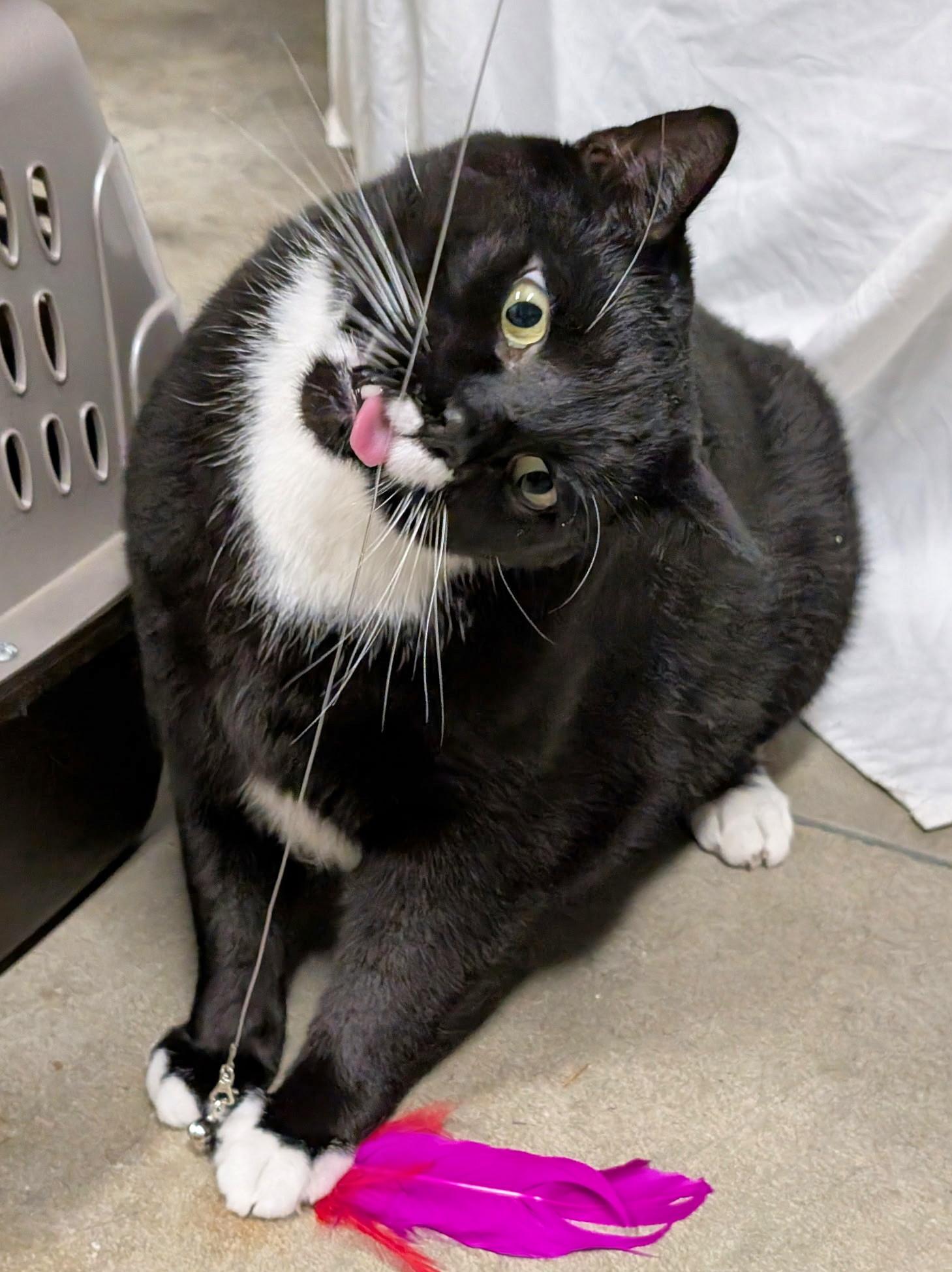 Fred, a ADOPTABLE Tuxedo in Bellingham, WA image 5/6