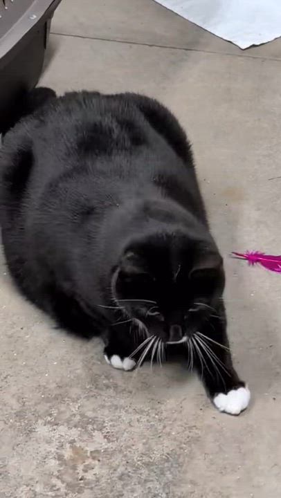 Enlarge Fred, a ADOPTABLE Tuxedo in Bellingham, WA video 6/6