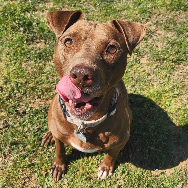 Beaver, Adoptable, Adult Male Mixed Breed.