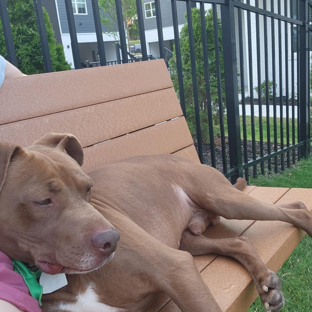 Beaver, a Adoptable Mixed Breed in Chattanooga, TN image 2/5