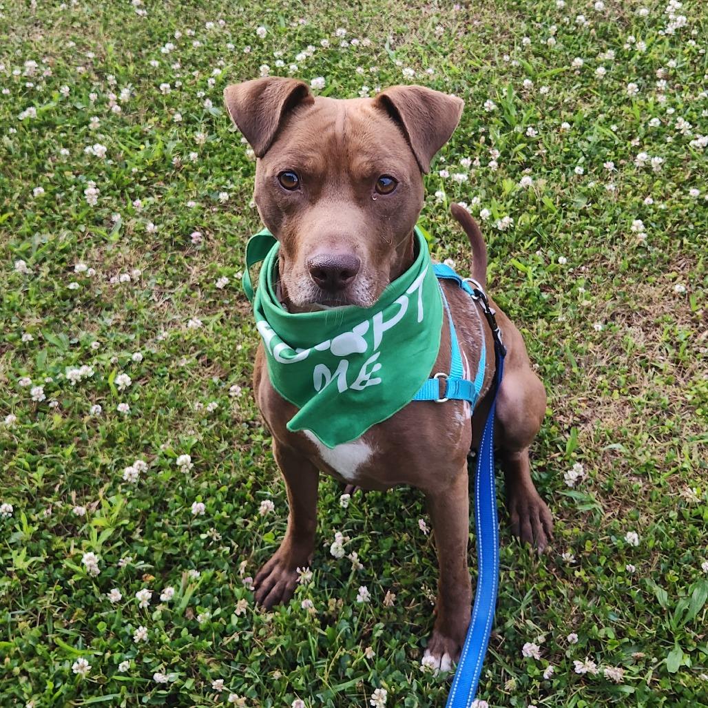 Beaver, a Adoptable Mixed Breed in Chattanooga, TN image 3/5