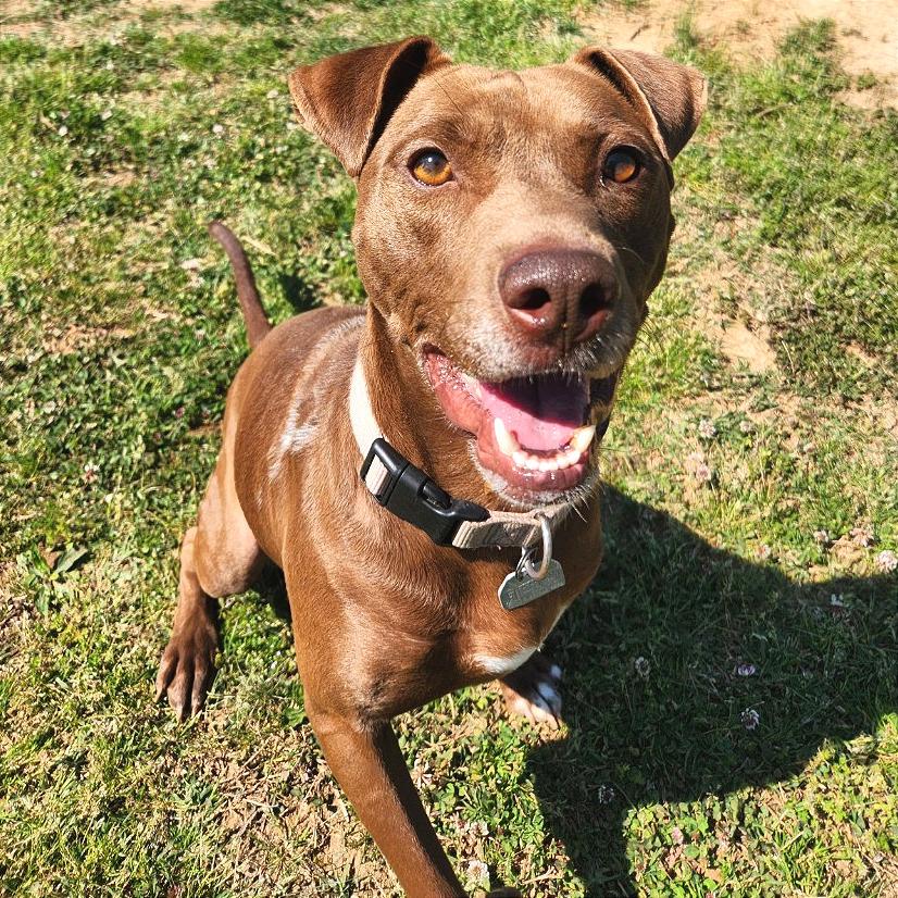 Beaver, a Adoptable Mixed Breed in Chattanooga, TN image 4/5