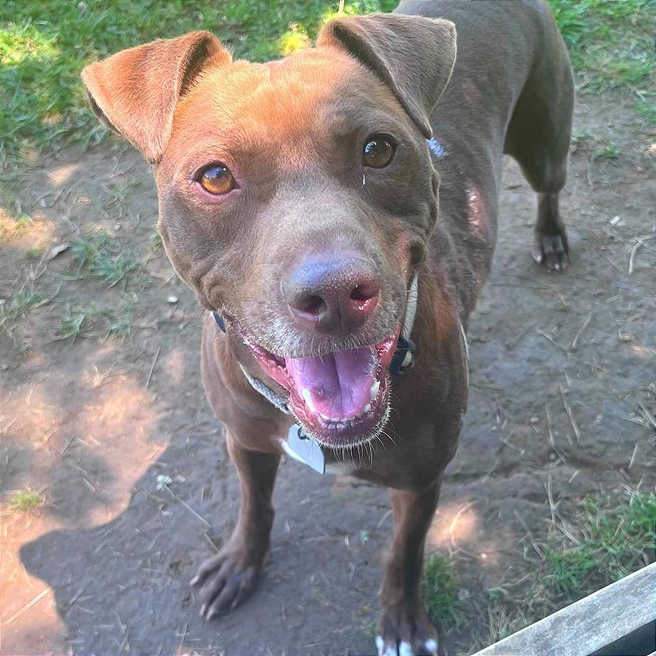 Beaver, a Adoptable Mixed Breed in Chattanooga, TN image 5/5