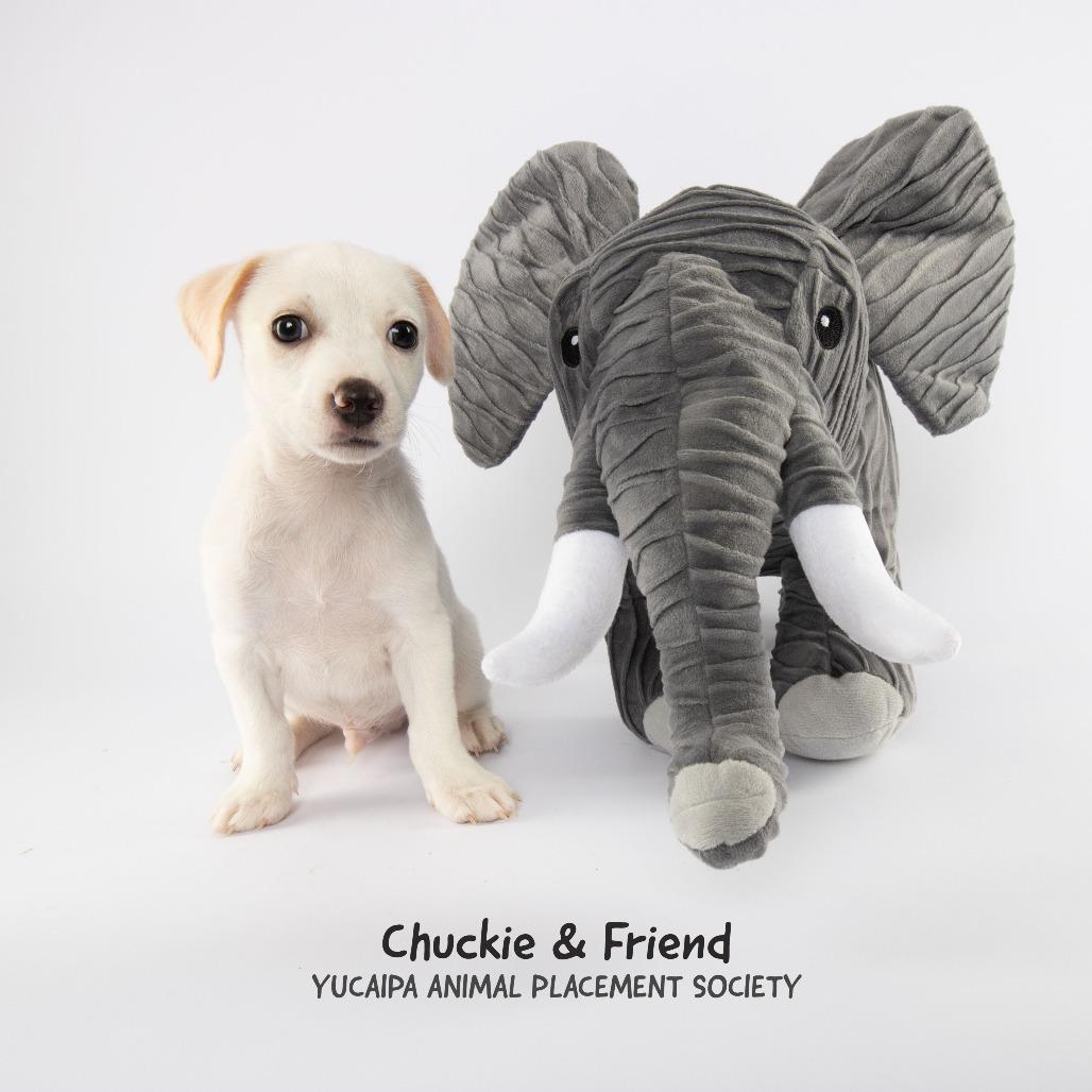 Chuckie, Adoptable, Puppy Male Rat Terrier.