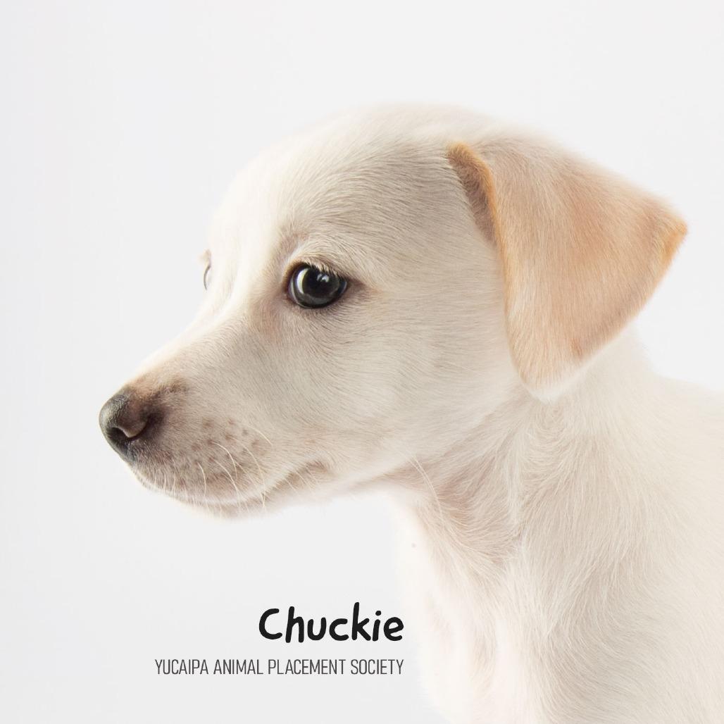 Enlarge Chuckie, a Adoptable Rat Terrier in Yucaipa, CA image 2/4