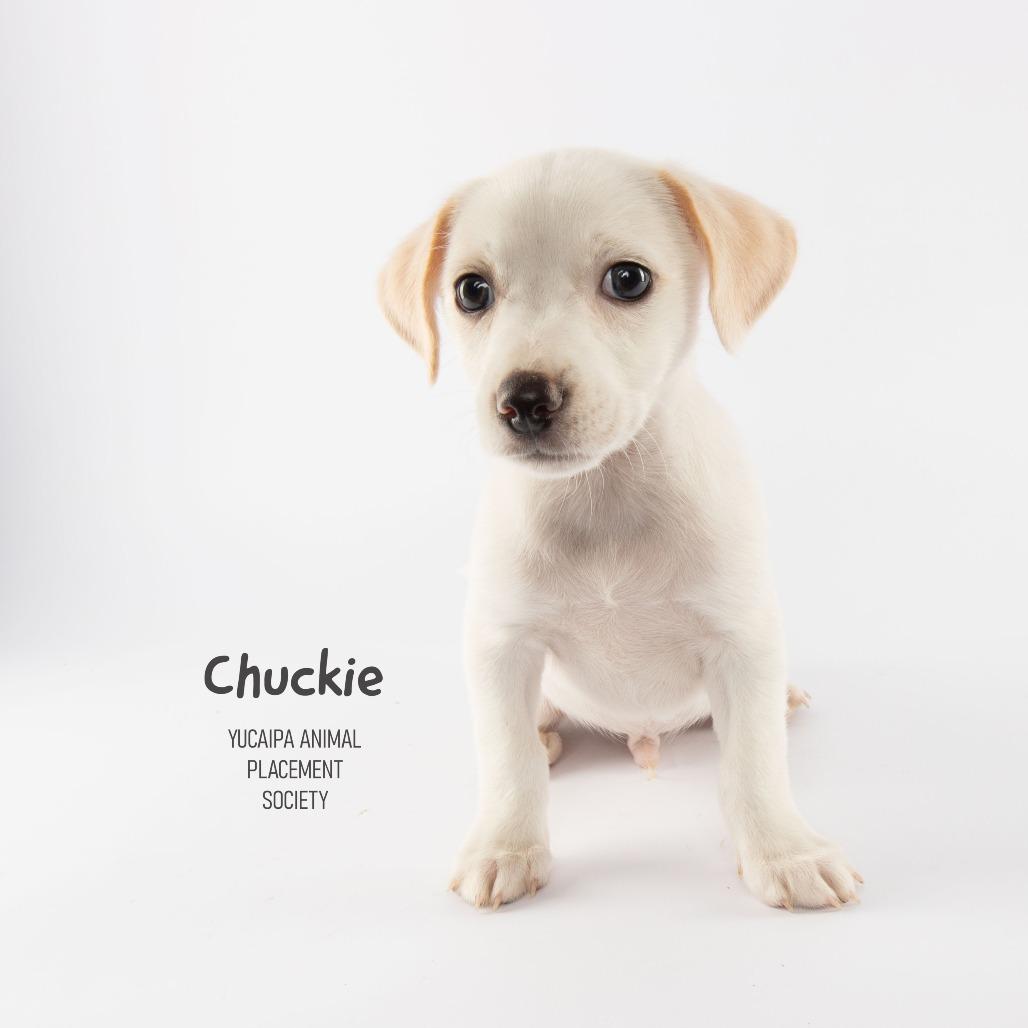 Enlarge Chuckie, a Adoptable Rat Terrier in Yucaipa, CA image 3/4