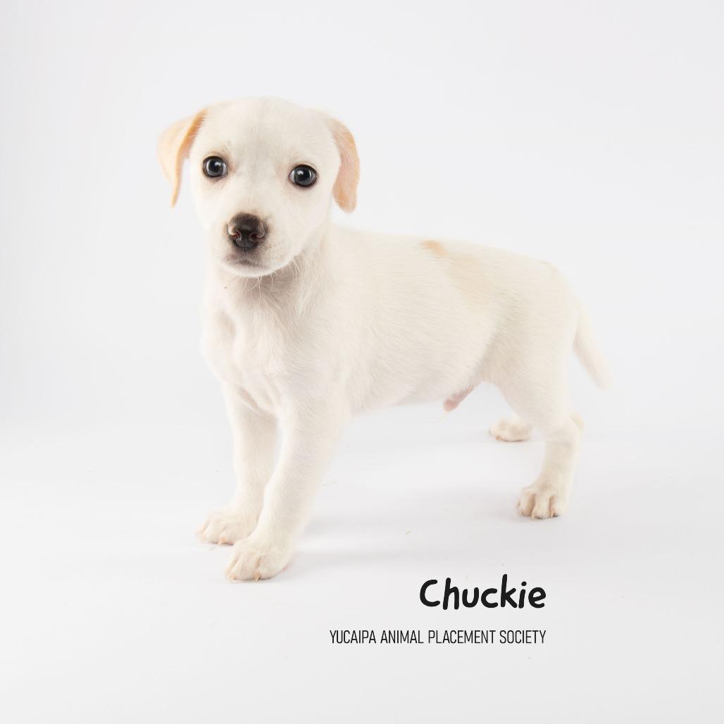 Enlarge Chuckie, a Adoptable Rat Terrier in Yucaipa, CA image 4/4