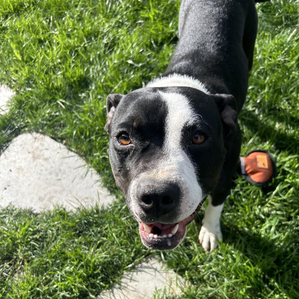 Enlarge Shantelle, a Adoptable Mixed Breed in Hemet, CA image 1/3