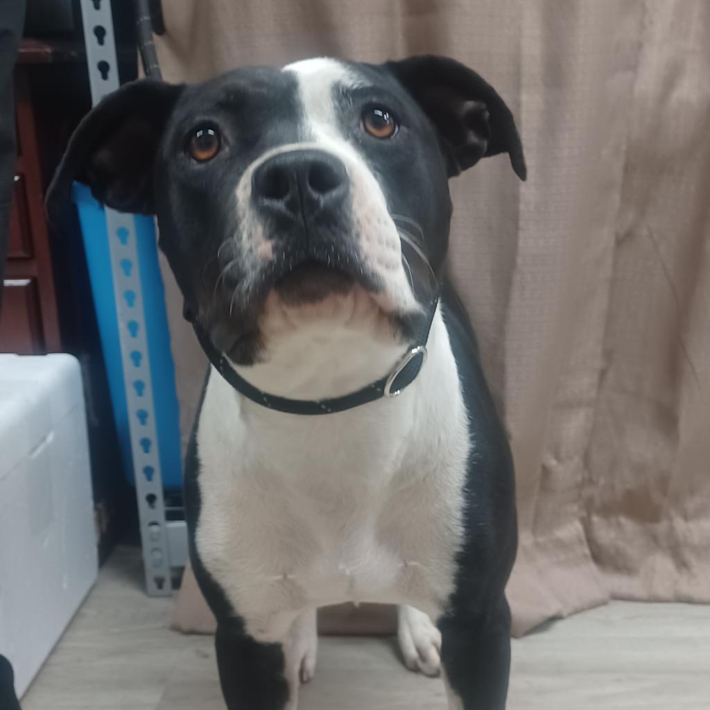 Enlarge Shantelle, a Adoptable Mixed Breed in Hemet, CA image 2/3