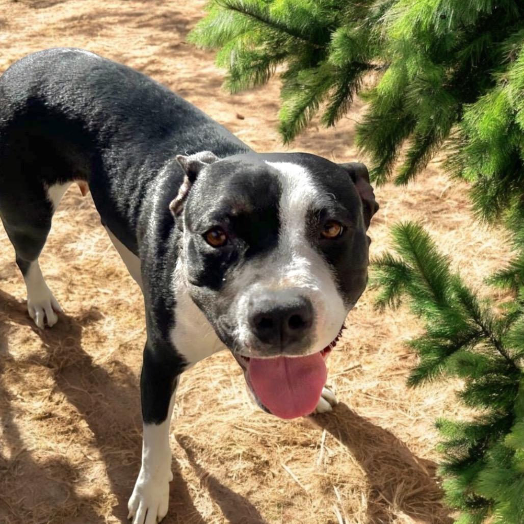 Enlarge Shantelle, a Adoptable Mixed Breed in Hemet, CA image 3/3