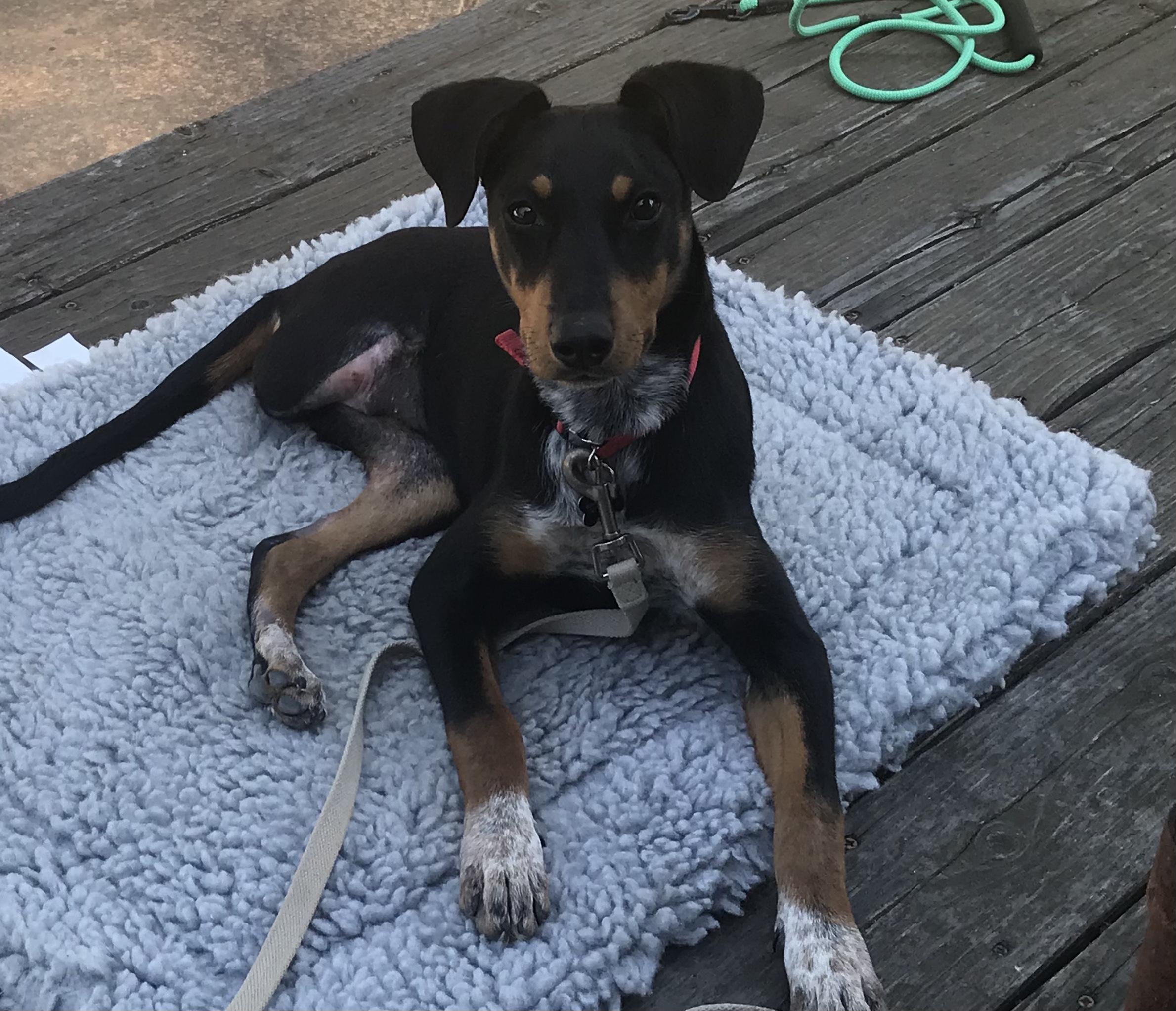 Daphne