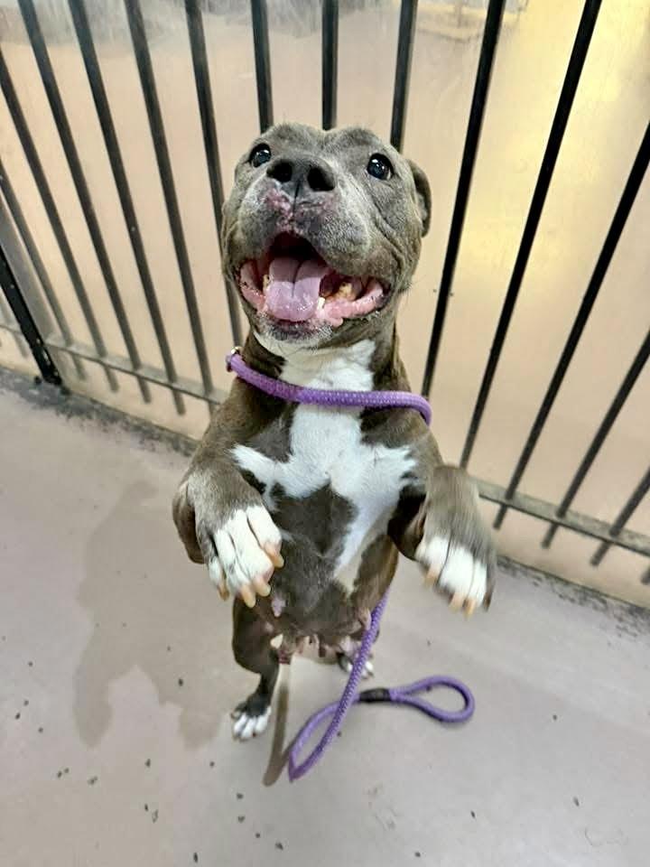 Roma — thumbnail 3