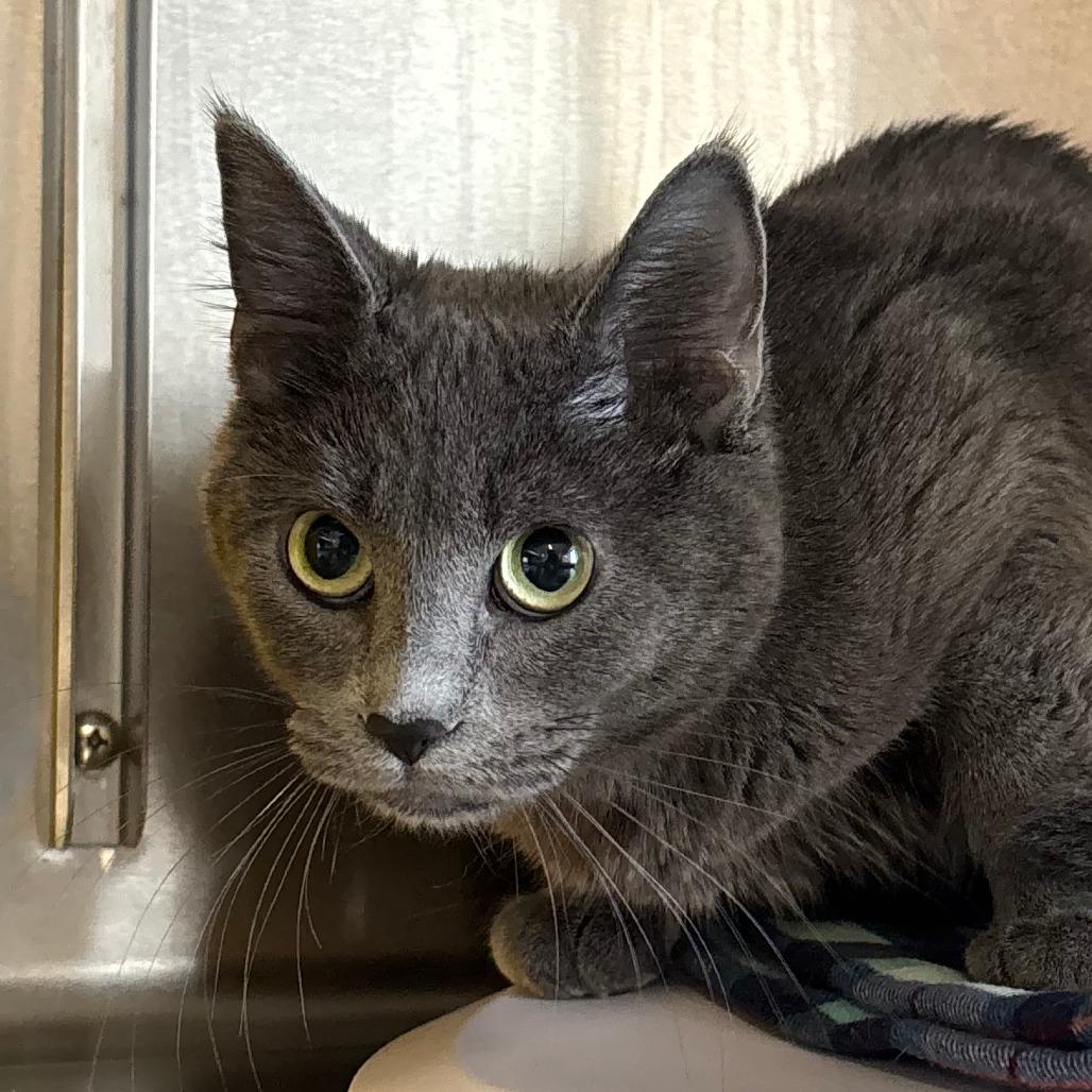 Layla, Adoptable, Young Female Domestic Short Hair.
