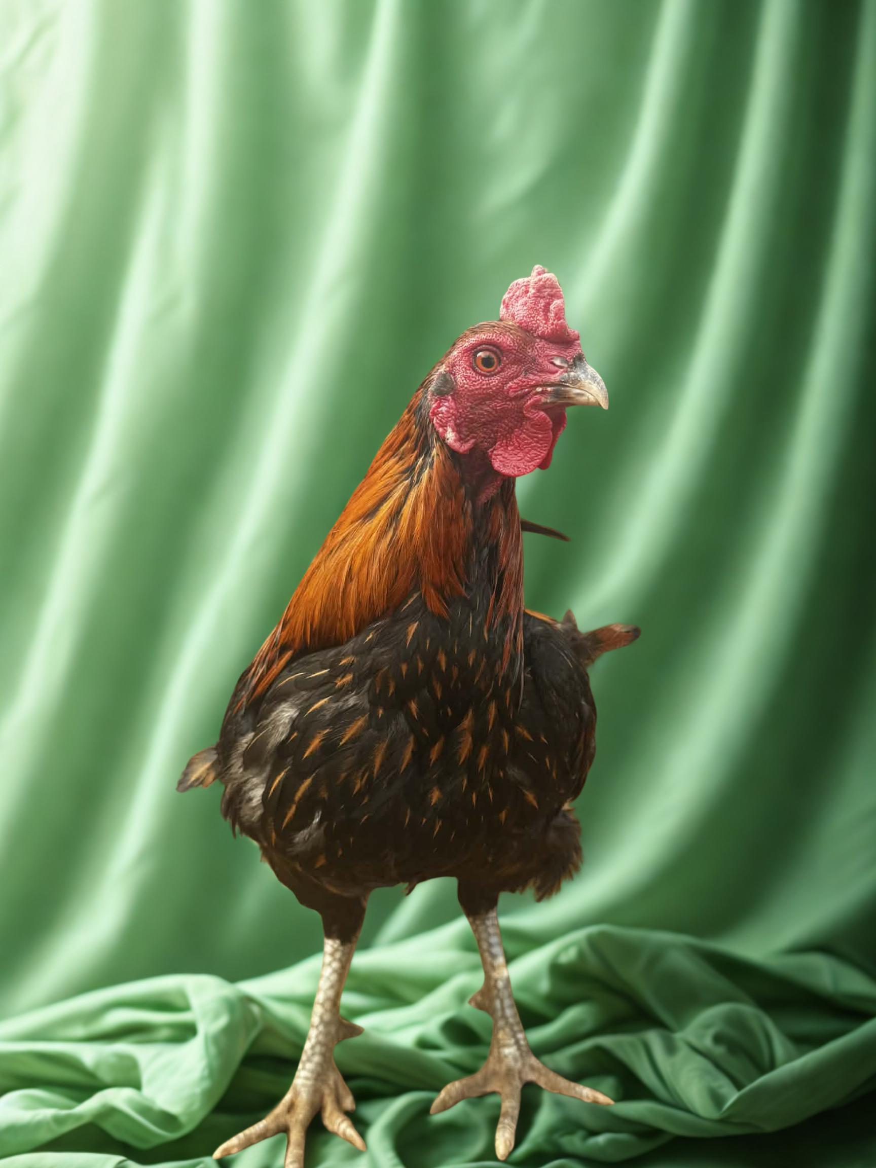 Enlarge Gallito, a ADOPTABLE Chicken in Bowersville, GA image 1/1