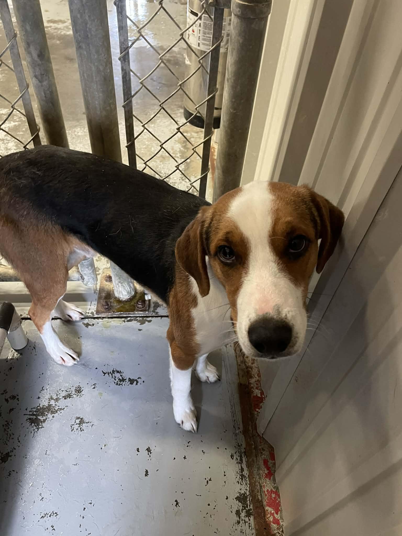 Enlarge Patrick, a ADOPTABLE Hound in Bishopville, SC image 1/2