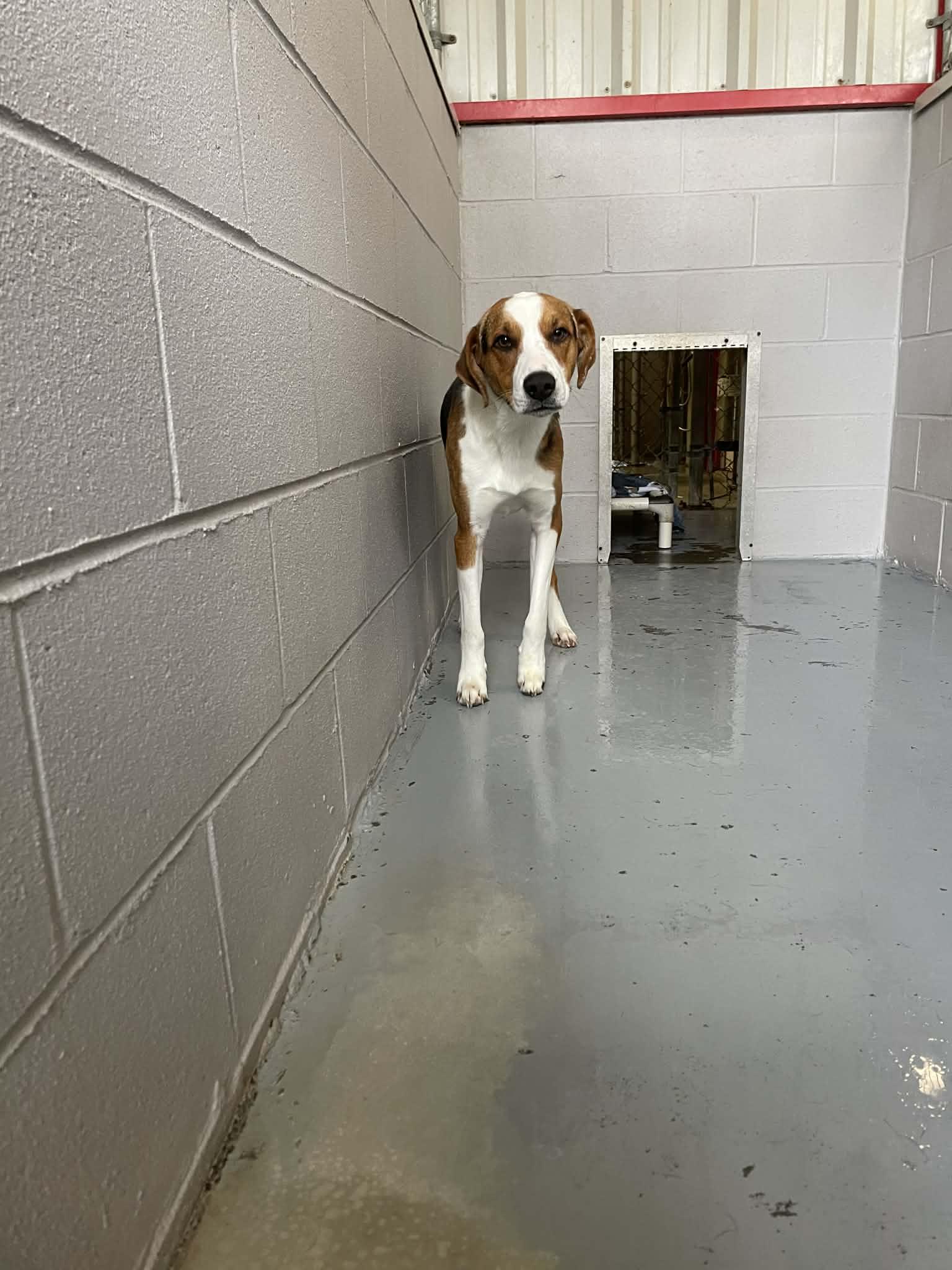 Enlarge Patrick, a ADOPTABLE Hound in Bishopville, SC image 2/2