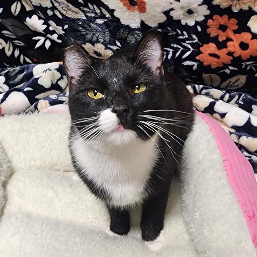 Aria — thumbnail 2