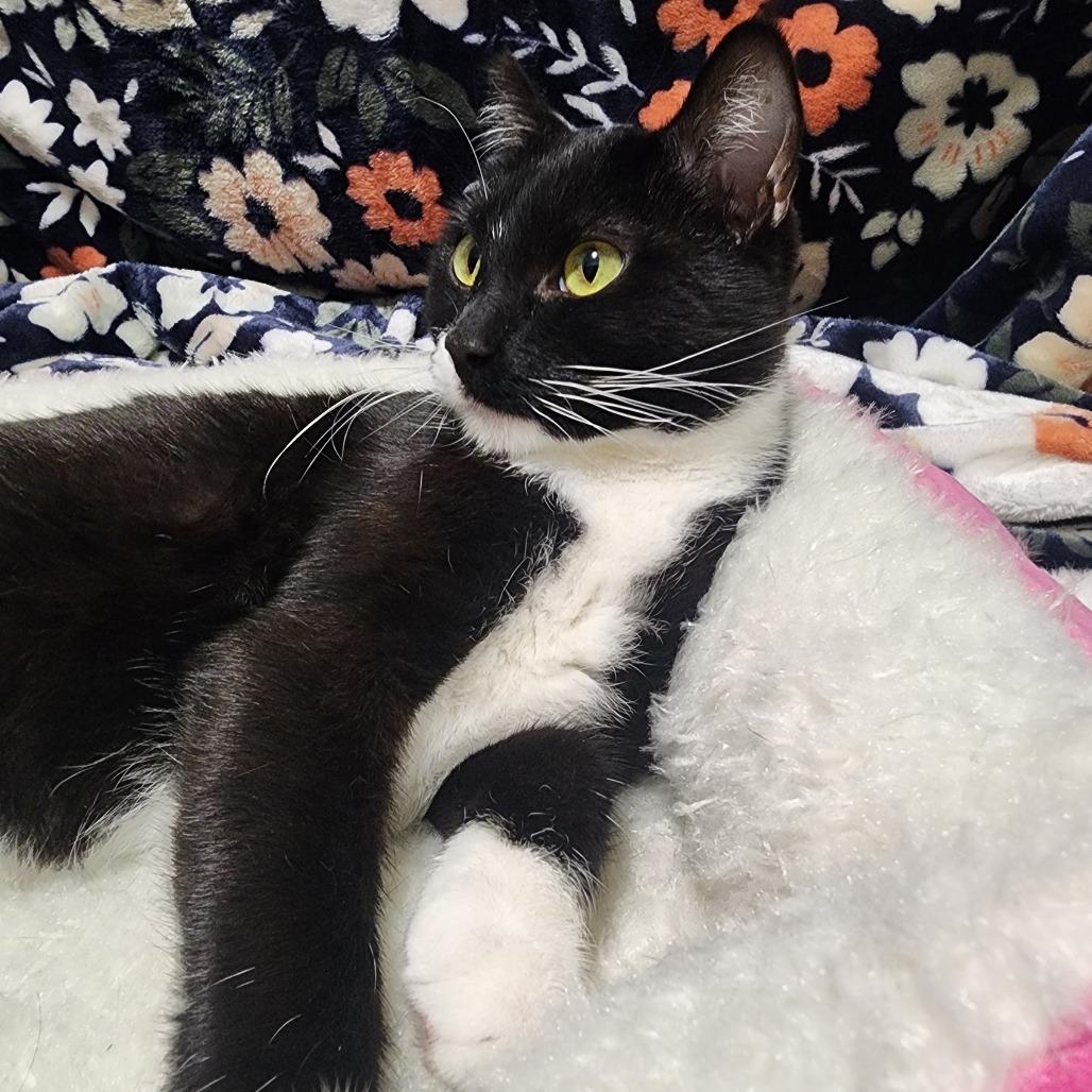 Aria — thumbnail 3