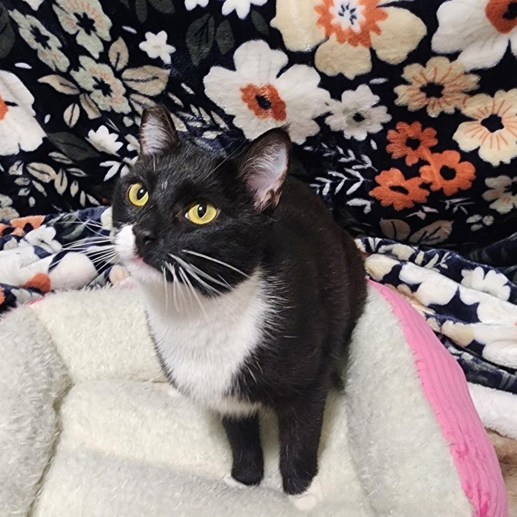 Aria — thumbnail 4