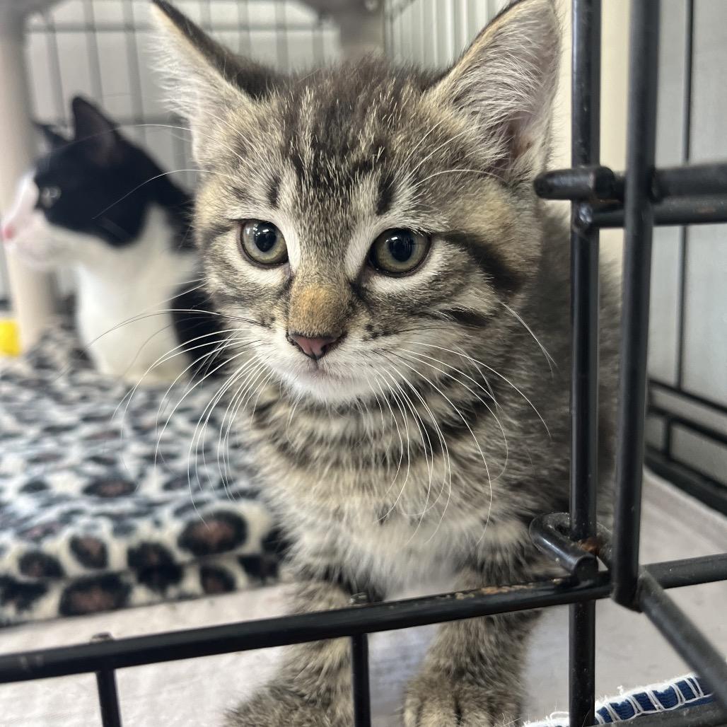 Enlarge Teela, a Adoptable Domestic Short Hair in Canton, IL image 1/3