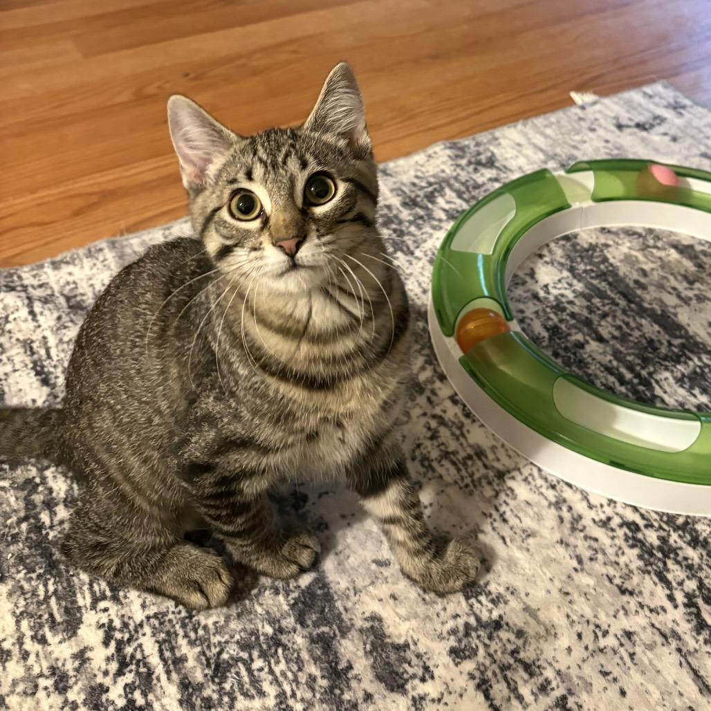 Enlarge Teela, a Adoptable Domestic Short Hair in Canton, IL image 2/3