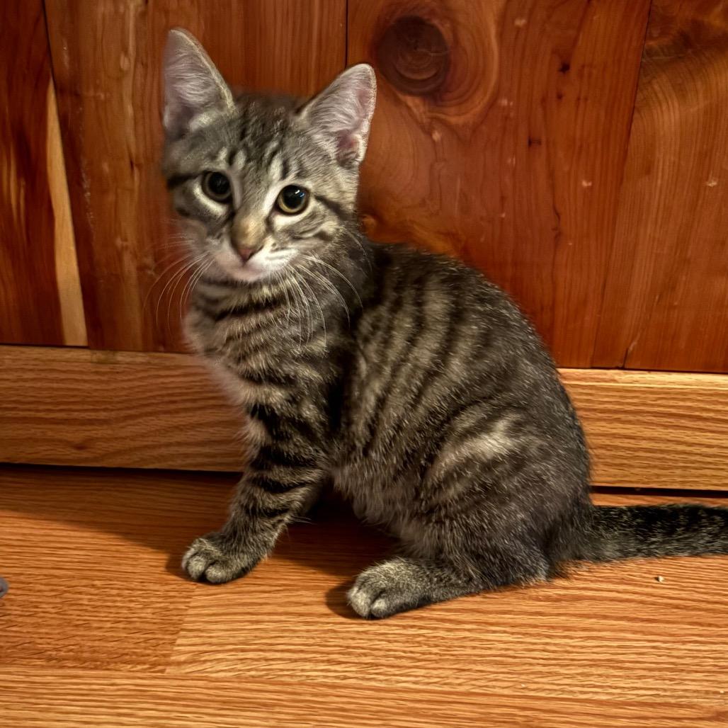 Enlarge Teela, a Adoptable Domestic Short Hair in Canton, IL image 3/3