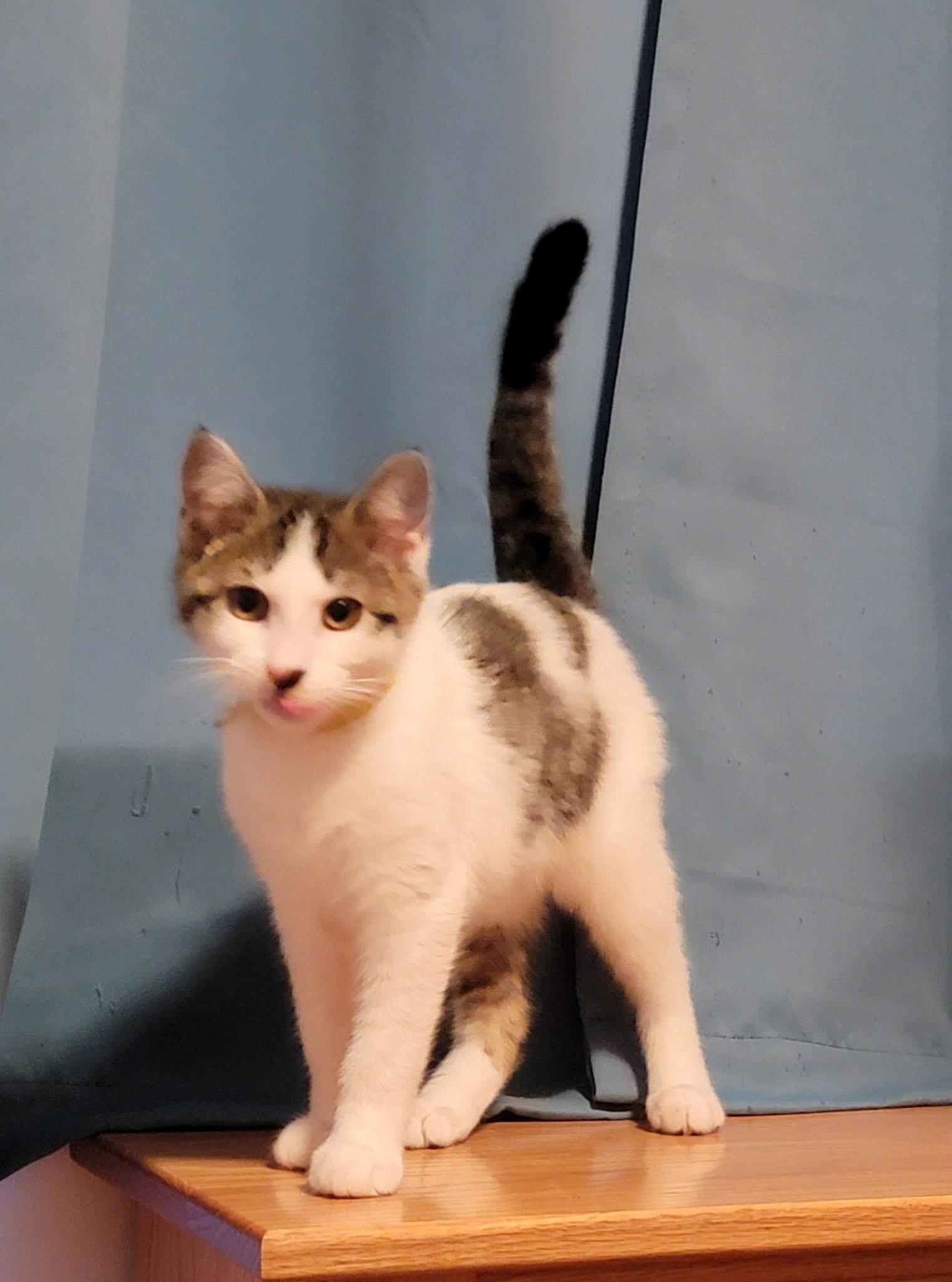 Timber, ADOPTABLE, Young Male Domestic Short Hair.