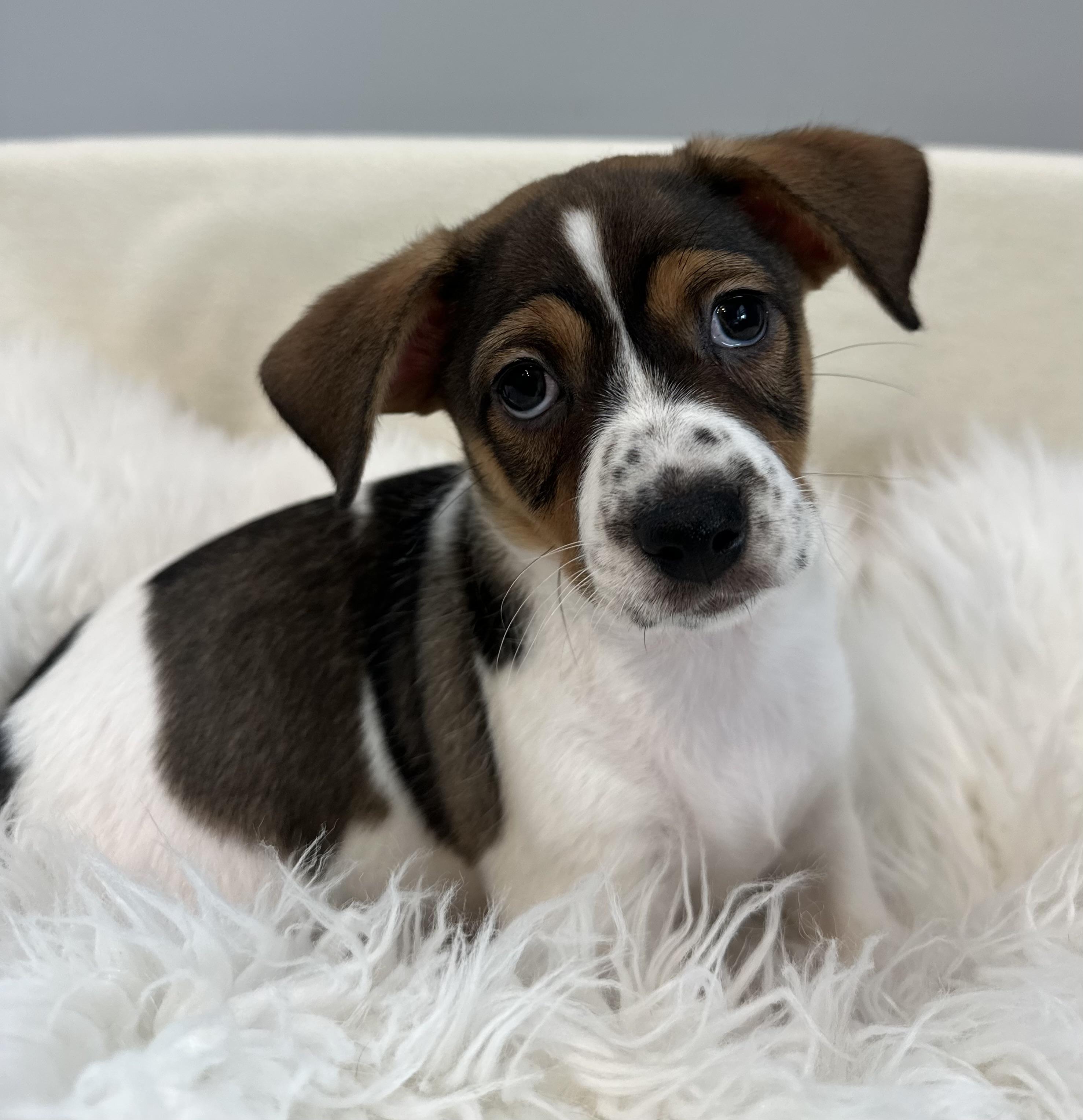 Rocky Balboa, an adopted mixed breed in Lawrenceville, GA image 3/3