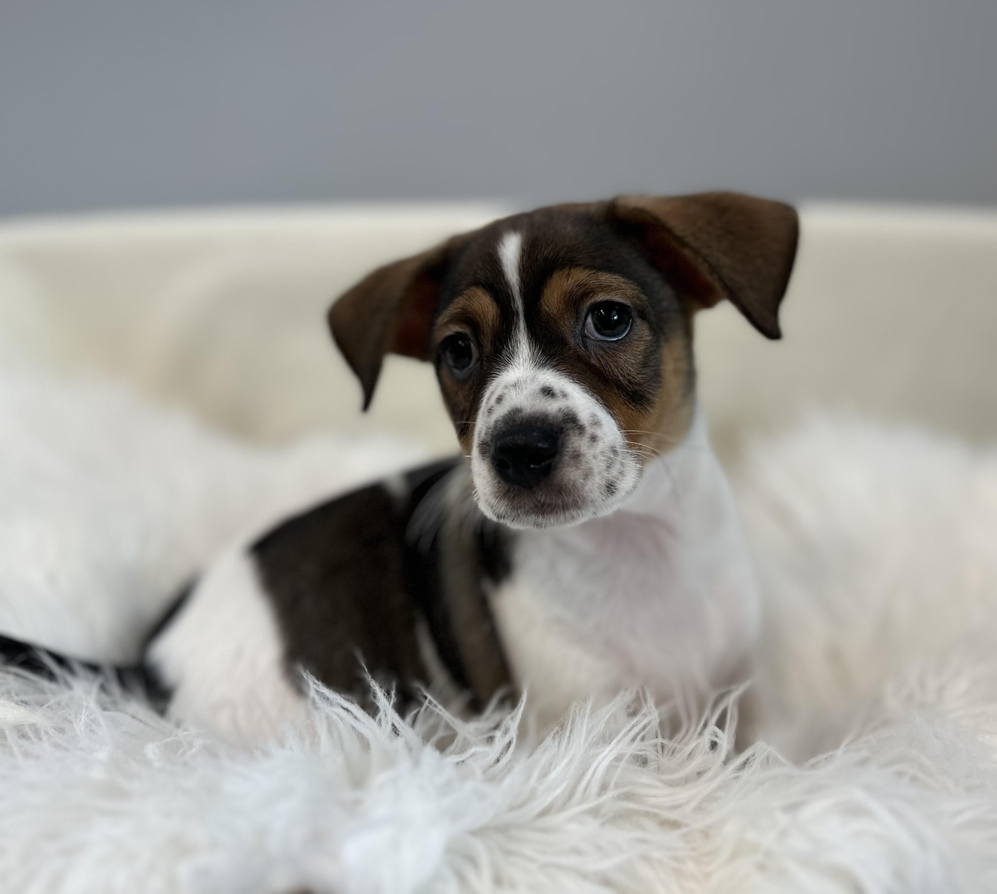 Rocky Balboa, an adopted mixed breed in Lawrenceville, GA image 1/3