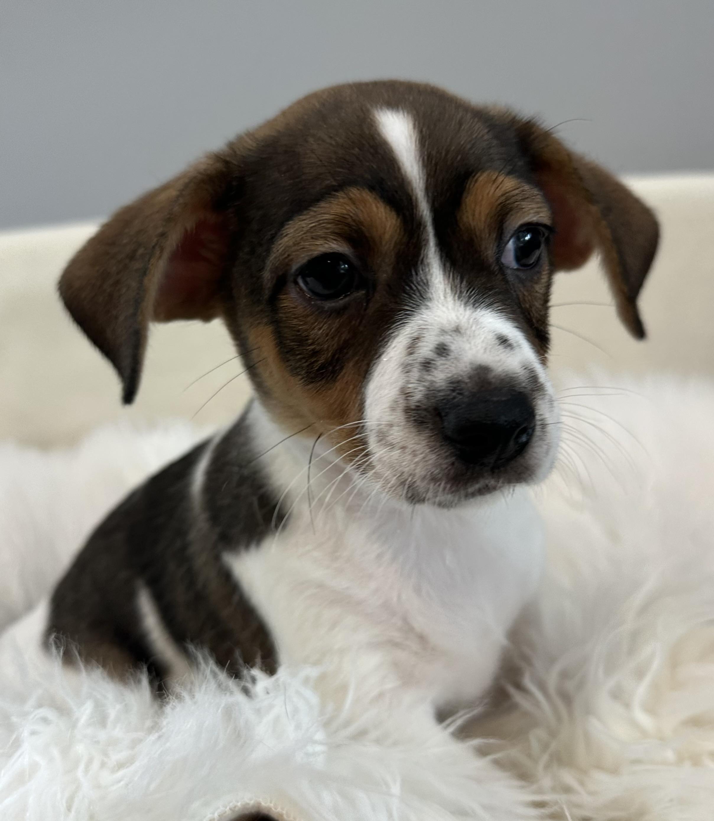 Rocky Balboa, an adopted mixed breed in Lawrenceville, GA image 2/3