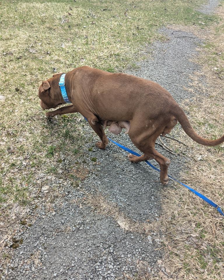 Zoe - hospice, Adopted, Senior Female Pit Bull Terrier & Labrador Retriever.