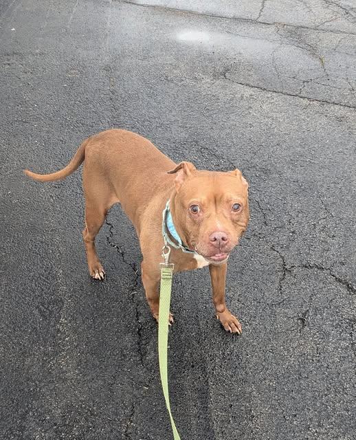 Enlarge Zoe - hospice, a Adopted mixed breed in Ontario, NY image 2/3