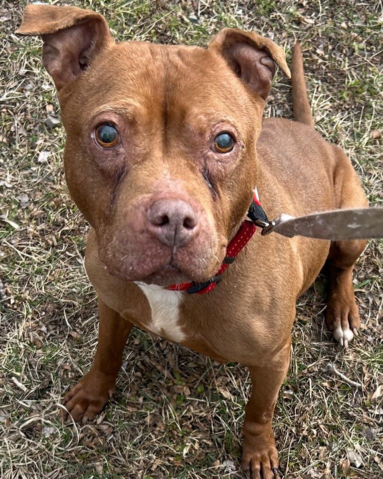 Enlarge Zoe - hospice, a Adopted mixed breed in Ontario, NY image 3/3