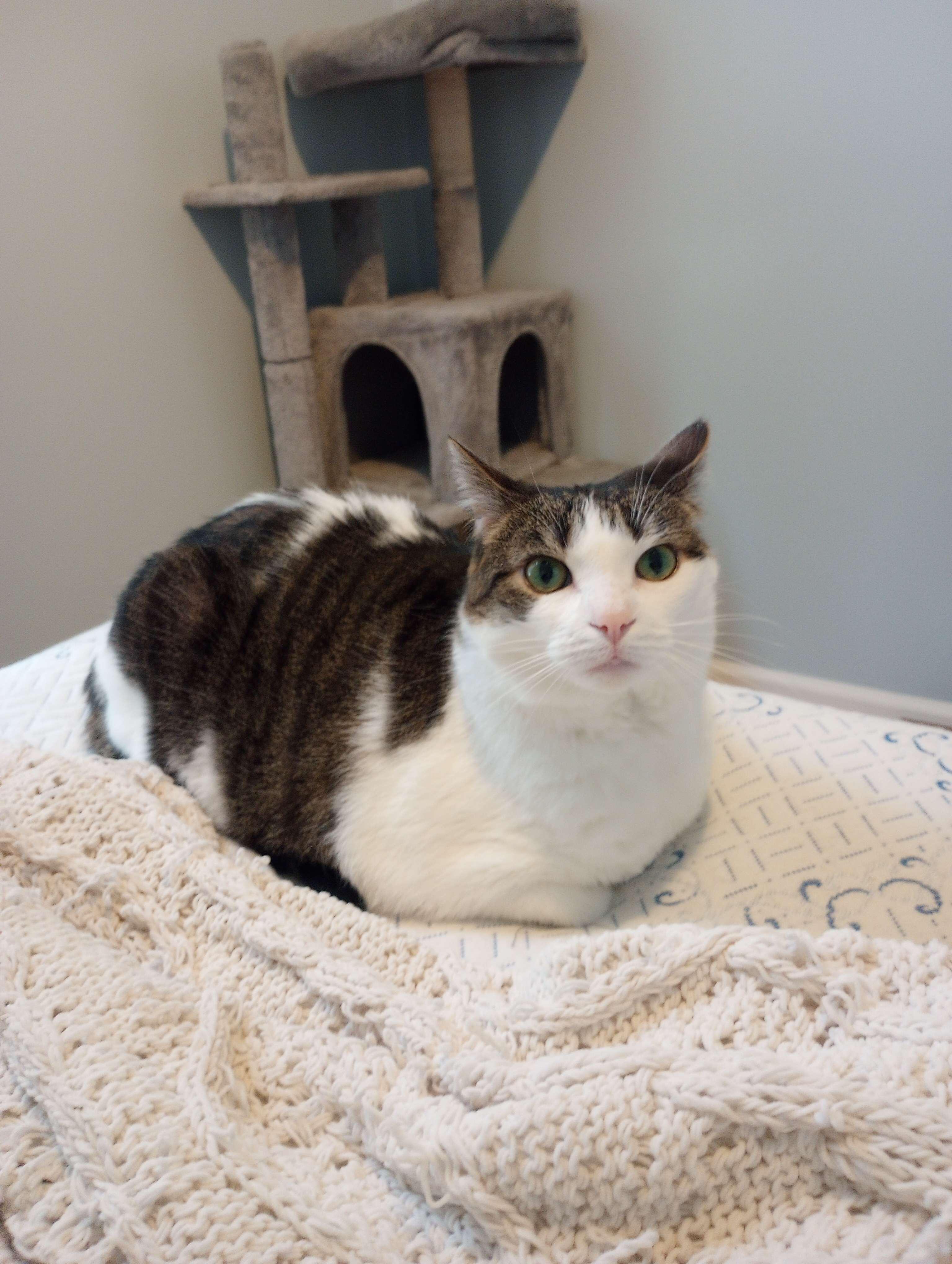 Lilly, Adult Female Domestic Short Hair