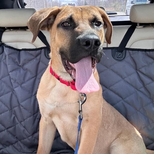 Enlarge Osiris, an adoptable mixed breed in Toledo, OH image 2/2