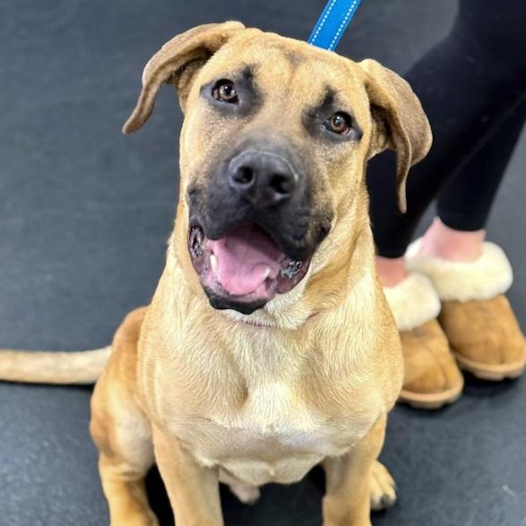 Osiris, adoptable, Puppy Male Mastiff.